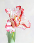 Faux Parrot Tulip 27"