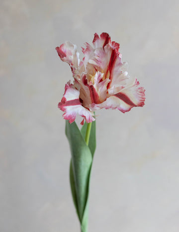 Faux Parrot Tulip 27"