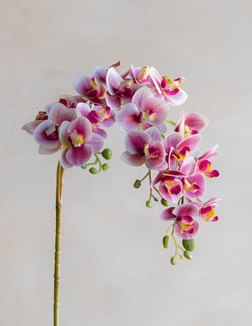 Mini Faux Phalaenopsis Orchids 29"