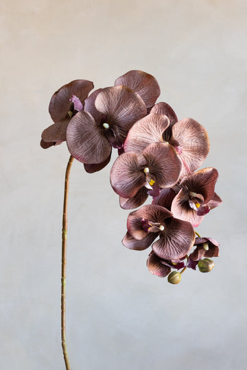 Phalaenopsis Orchids Silk 37"