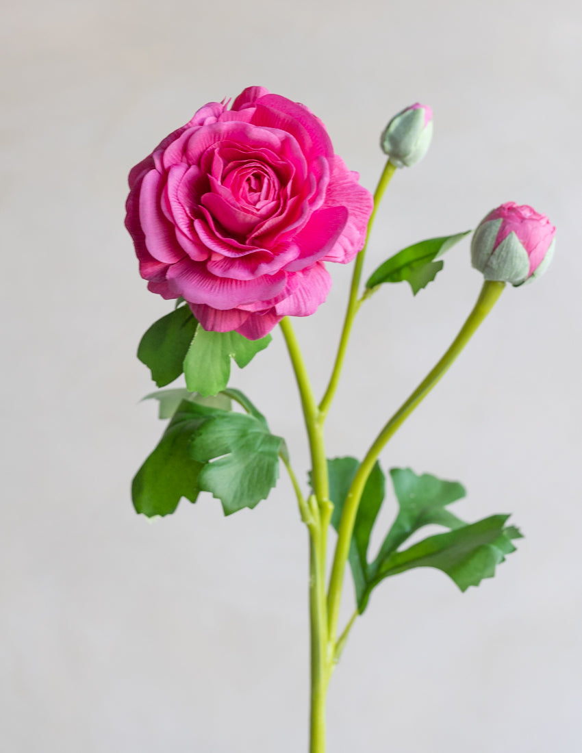 Ranunculus Clooney Real Touch 20"