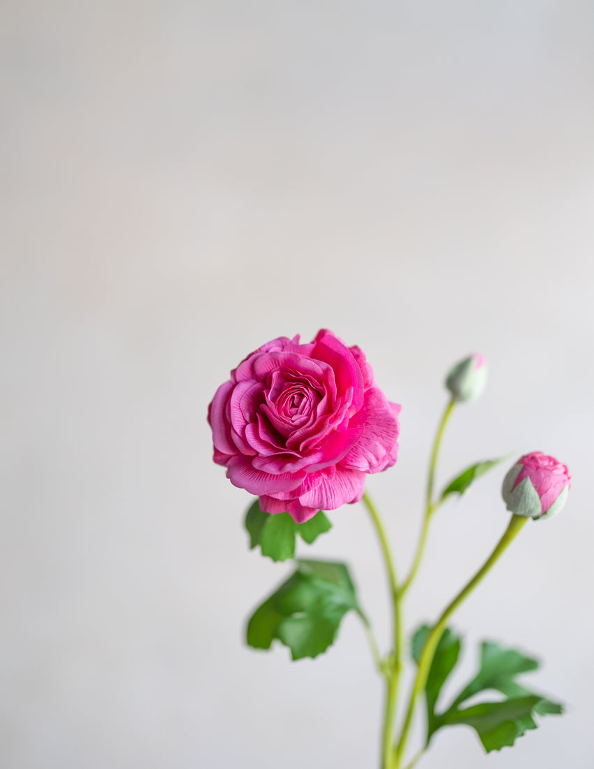 Ranunculus Clooney Real Touch 20"