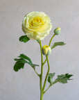 Ranunculus Clooney Real Touch 20"