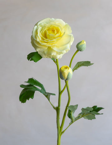 Ranunculus Clooney Real Touch 20"