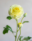 Ranunculus Clooney Real Touch 20"