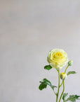 Ranunculus Clooney Real Touch 20"