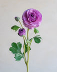 Ranunculus Clooney Real Touch 20"