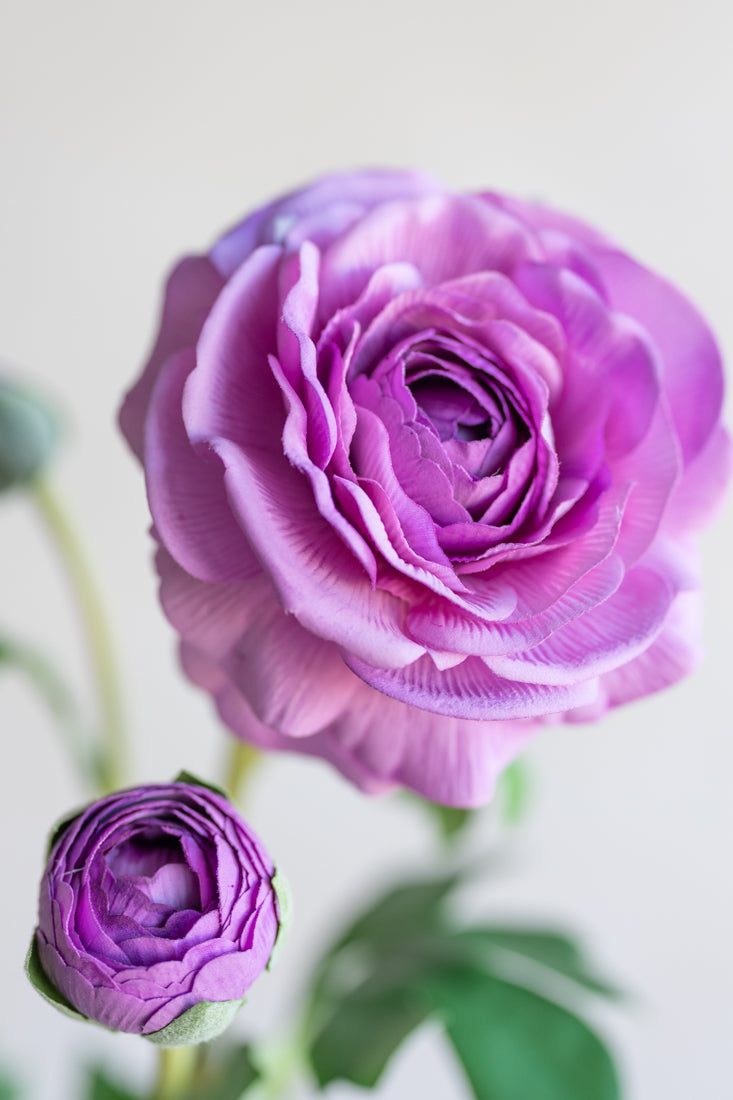 Purple Ranunculus Flowers
