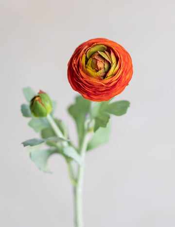 Ranunculus Silk 19"