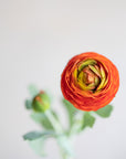 Ranunculus Silk 19"