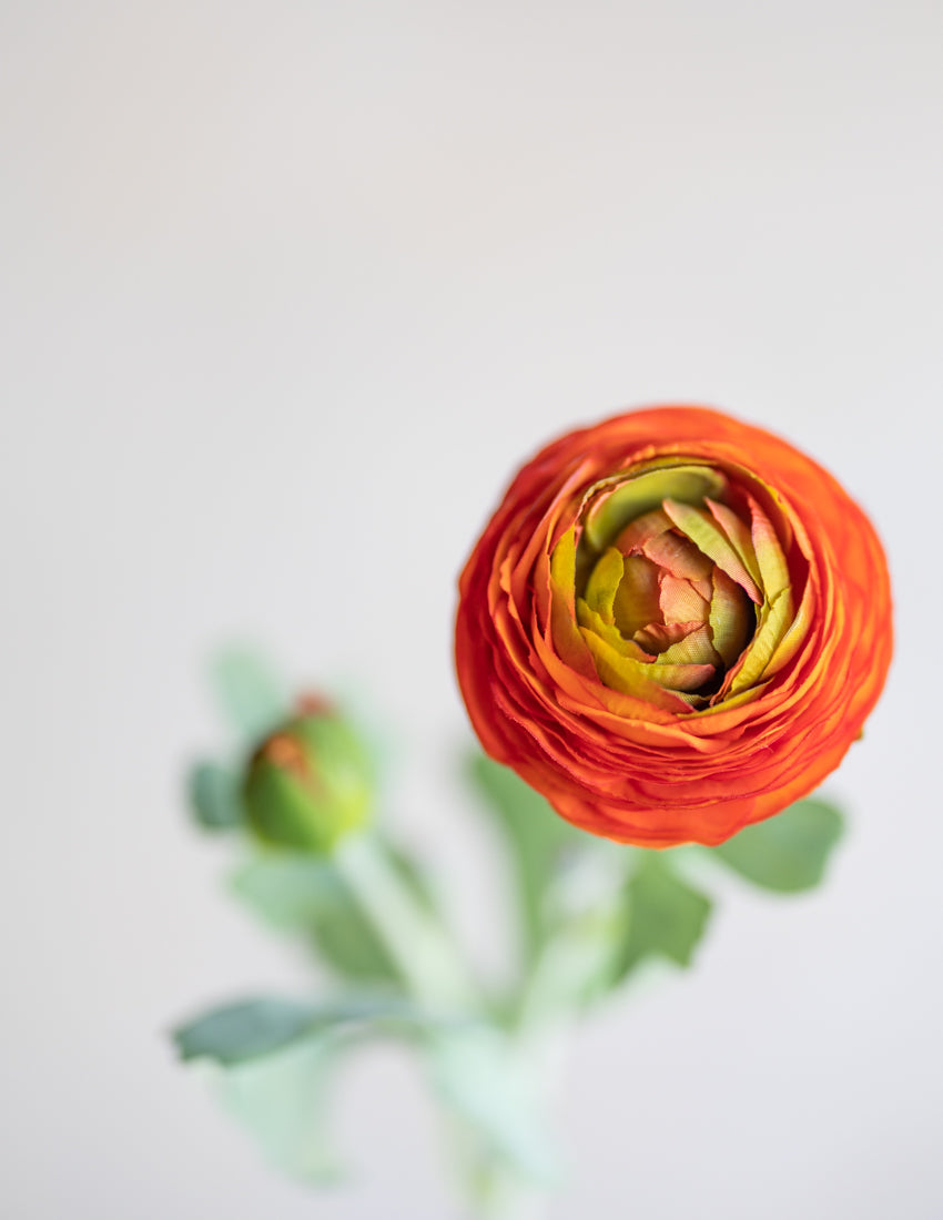 Ranunculus Silk 19"