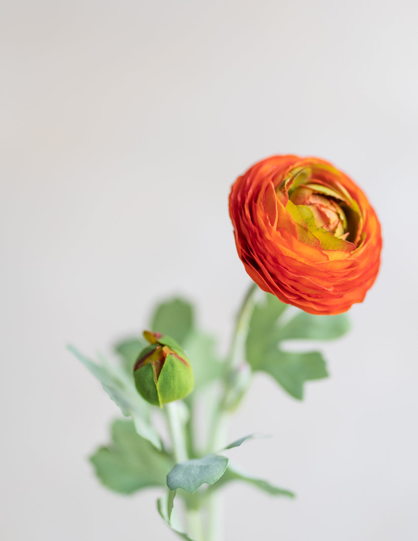 Ranunculus Silk 19"