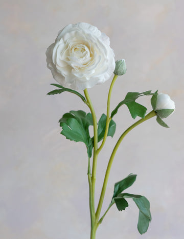 Ranunculus Clooney Real Touch 20"