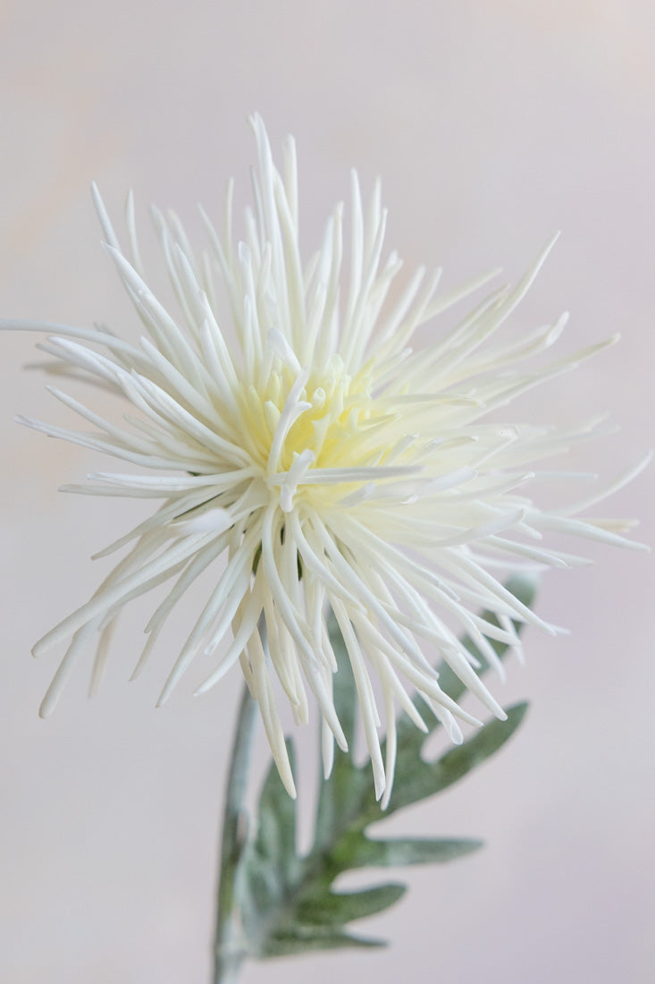 Chrysanthemum Real Feel 30"