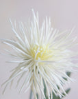 Chrysanthemum Real Feel 30"