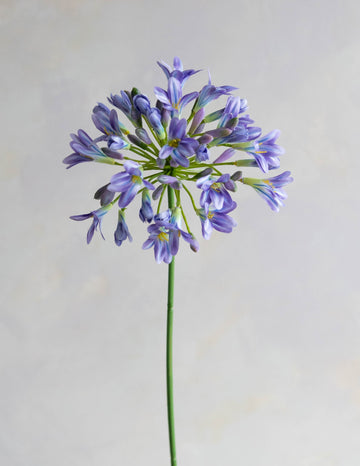 Agapanthus Silk 30"