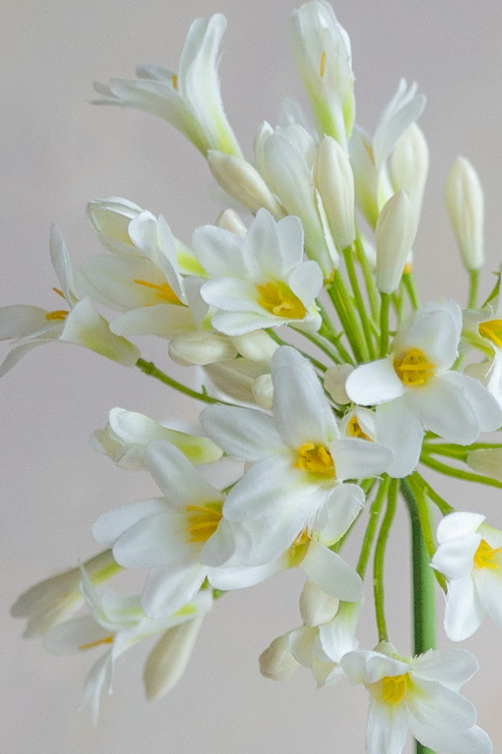 Agapanthus Silk 30"