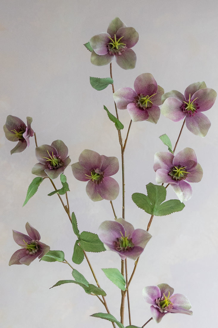 Hellebores Silk 45"