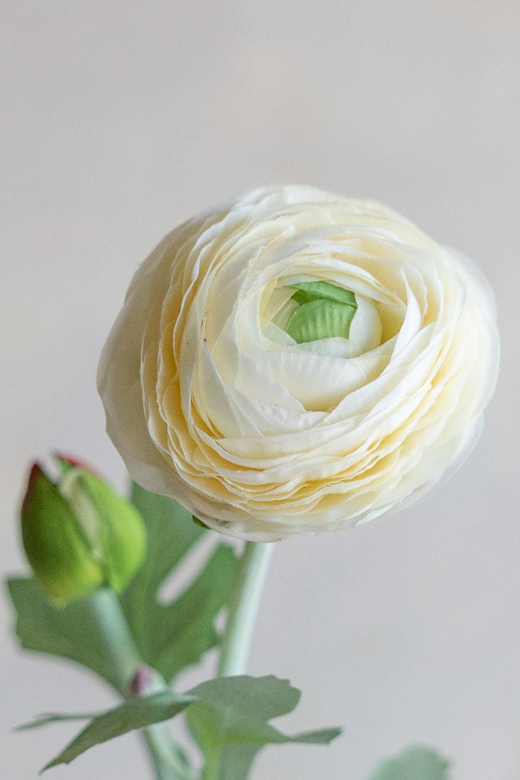 Ranunculus Silk 19"