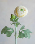 Ranunculus Silk 19"