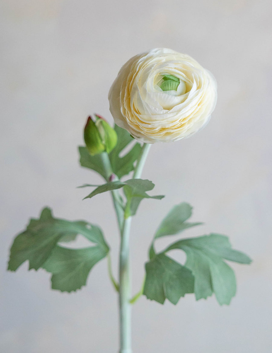 Ranunculus Silk 19"