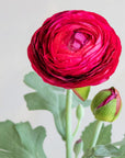 Ranunculus Silk 19"