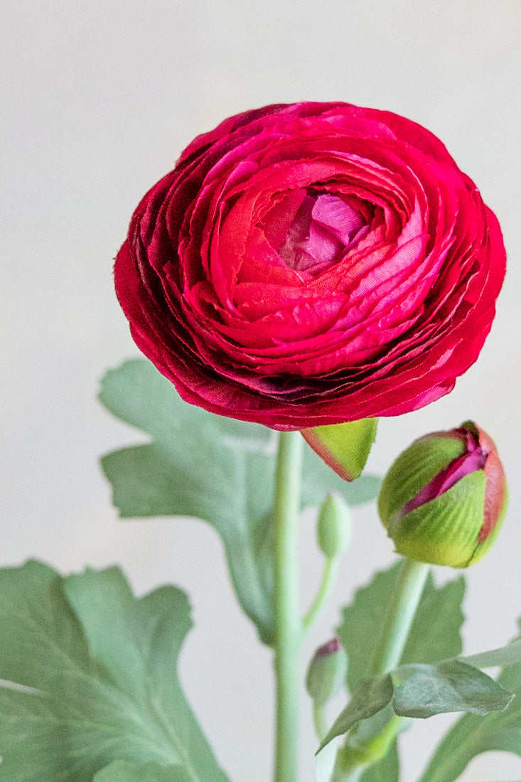 Ranunculus Silk 19"