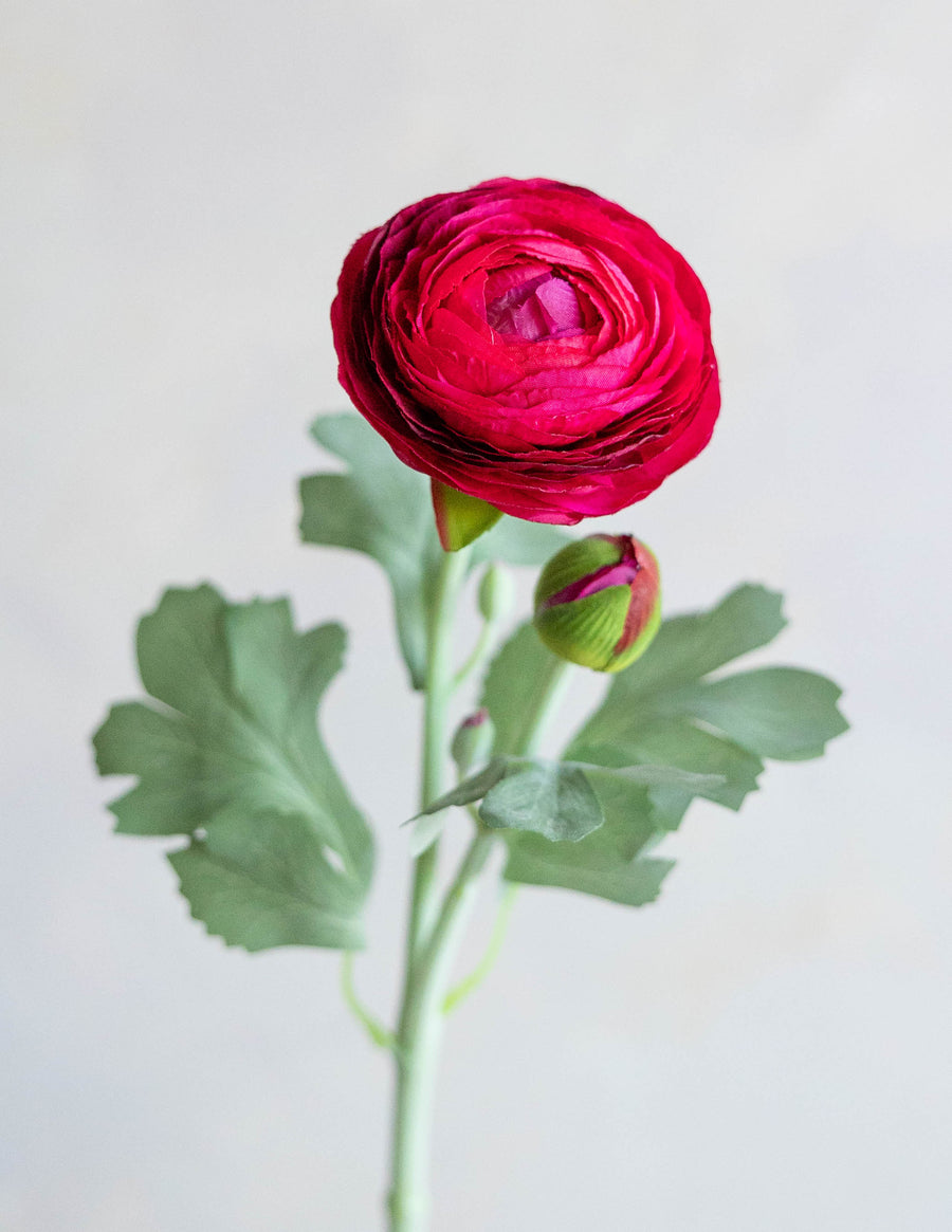 Ranunculus Silk 19"