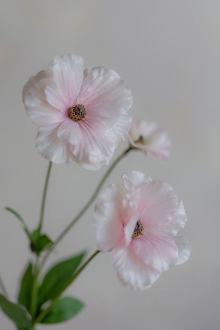 Ranunculus Butterfly Silk 19"