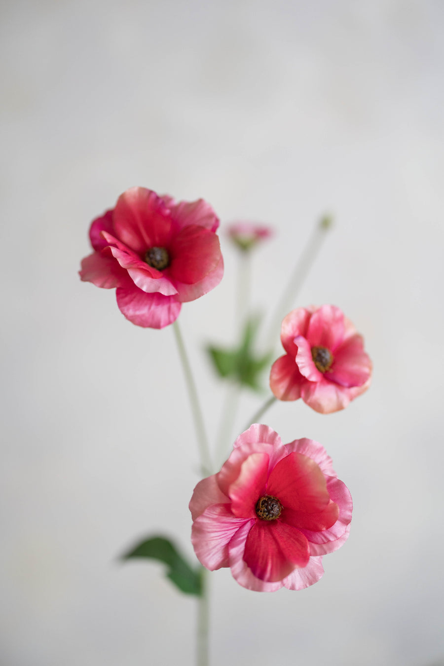 Ranunculus Butterfly Silk 19"