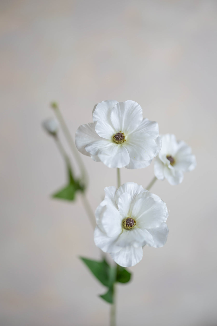 Ranunculus Butterfly Silk 19"