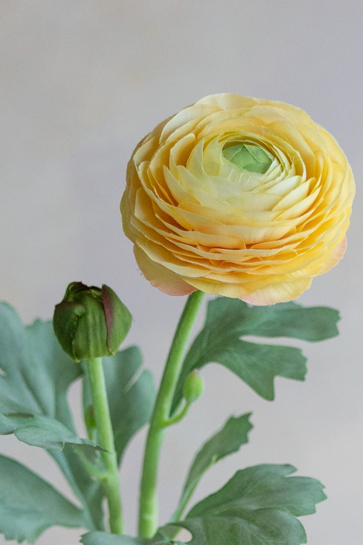 Ranunculus Silk 19"