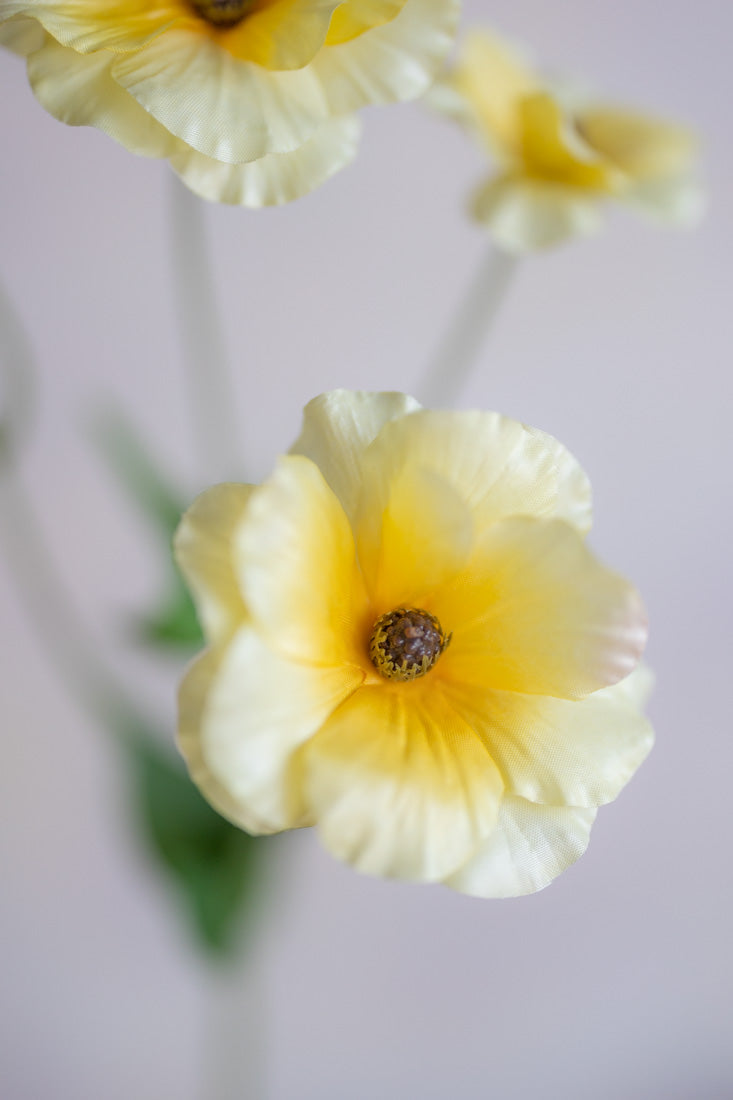 Ranunculus Butterfly Silk 19"