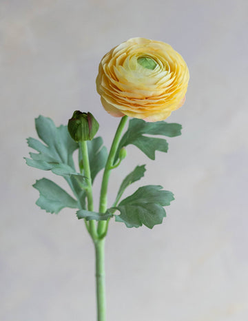 Ranunculus Silk 19"