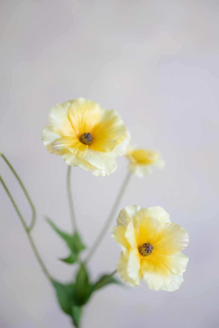 Ranunculus Butterfly Silk 19"