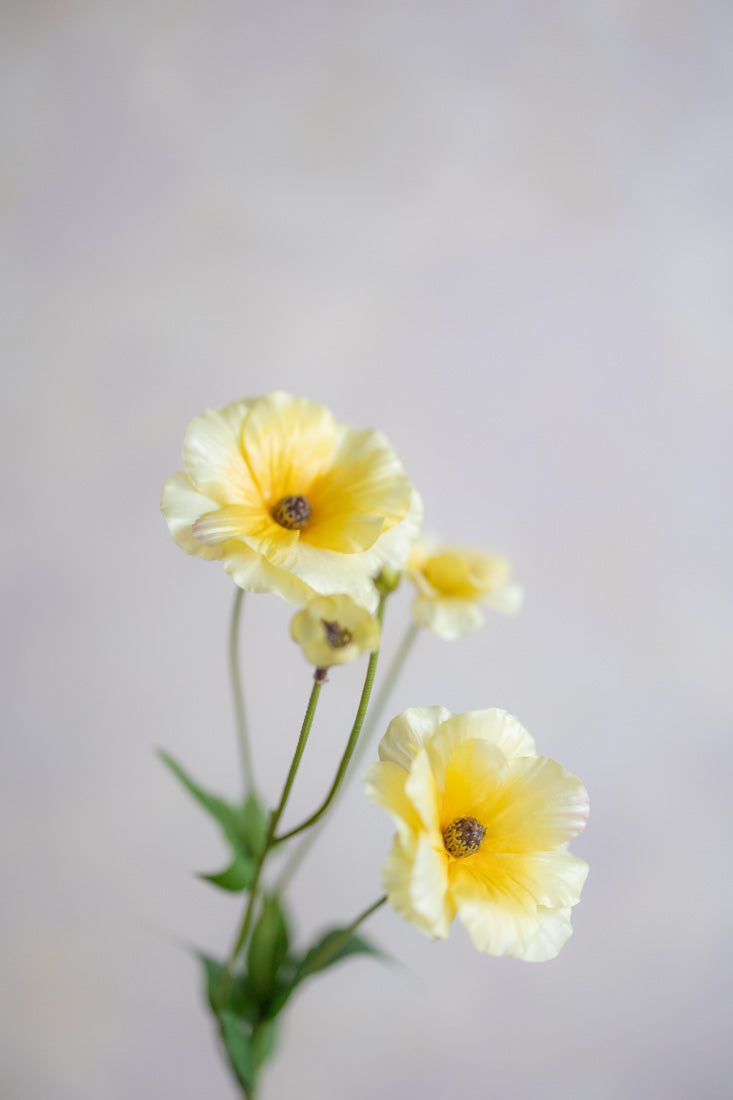 Ranunculus Butterfly Silk 19"