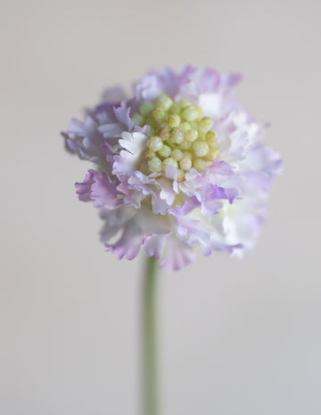 Scabiosa Scoop Silk 23"