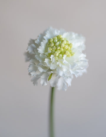 Scabiosa Scoop Silk 23"