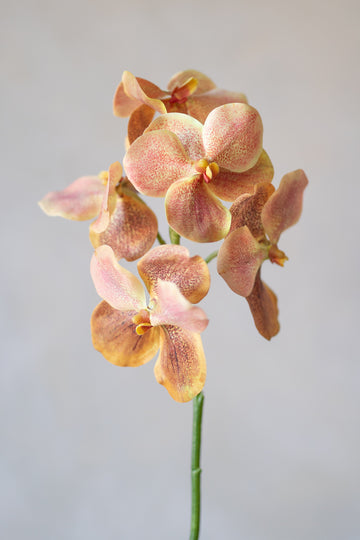 Vanda Orchids Silk 25"