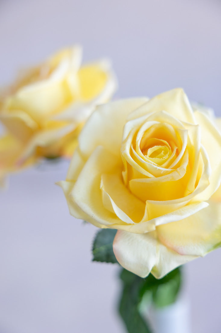 Individual Roses Real
