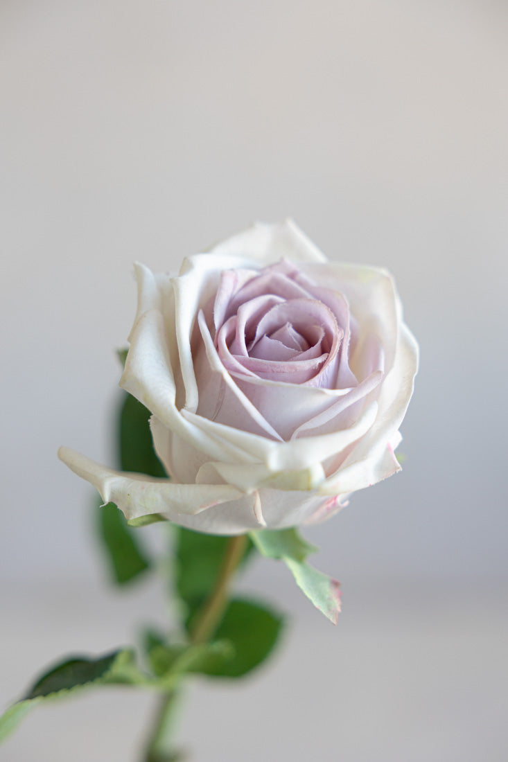 Real-Touch Classic Roses | Lavender Mist & Elements By Tracey