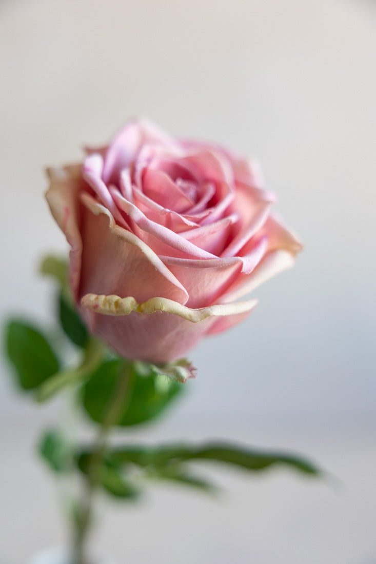 Real-Touch Classic Roses | Midtown Mauve & Elements By Tracey