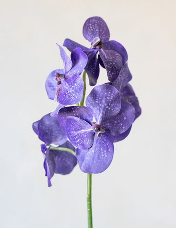 Vanda Orchids Silk 23.5"