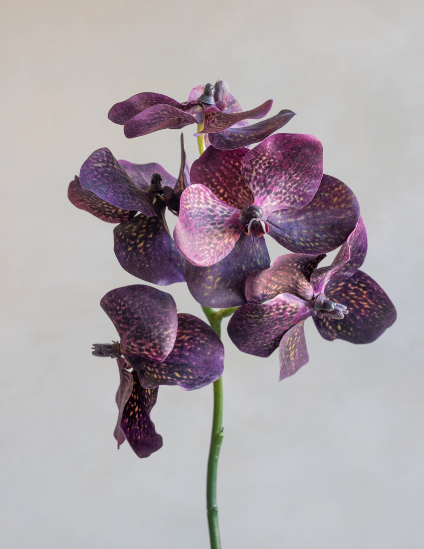 Vanda Orchids Silk 23.5"