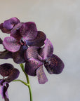 Vanda Orchids Silk 23.5"