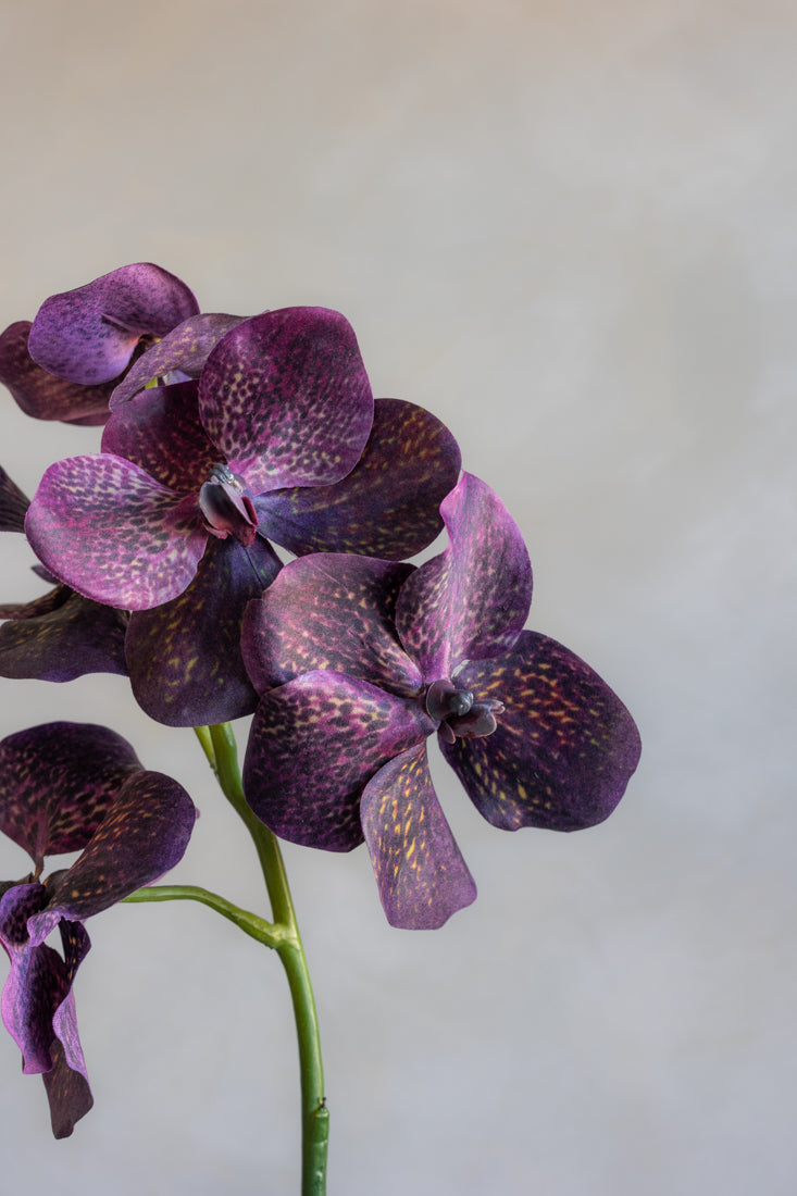 Vanda Orchids Silk 23.5"