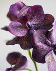 Vanda Orchids Silk 23.5"