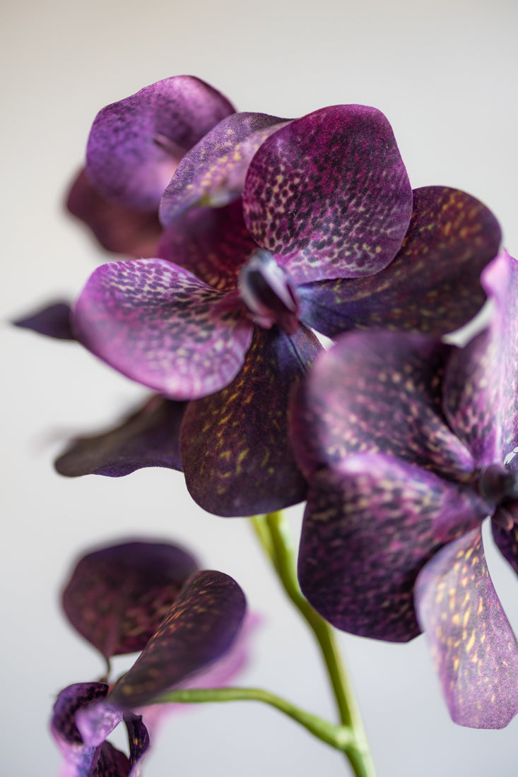 Vanda Orchids Silk 23.5"